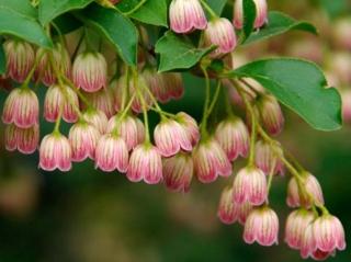 Datyně zvonkovitá (enkianthus) Balení: kontejner C3, Tvar: keř/strom