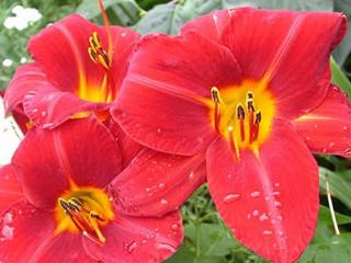 Denivka 'Anzac' - Hemerocallis 'Anzac'