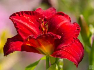 Denivka ´Chicago Apache´ - Hemerocallis ´Chicago Apache´