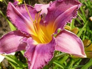 Denivka 'Chicago Knobby' - Hemerocallis 'Chicago Knobby'