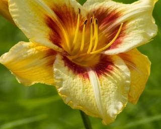 Denivka 'Circles and Stripes' - Hemerocallis 'Circles and Stripes' Balení: kontejner C5