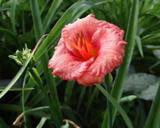 Denivka  'Cosmopolitan' - Hemerocallis 'Cosmopolitan'