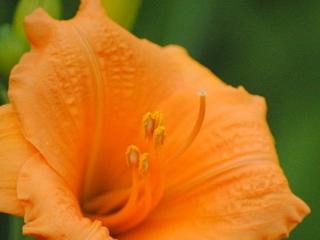 Denivka 'Countess Carrots Orange' - Hemerocallis 'Countess Carrots Orange'