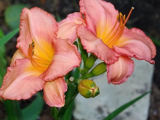 Denivka 'Dancing Shiva' - Hemerocallis 'Dancing Shiva'