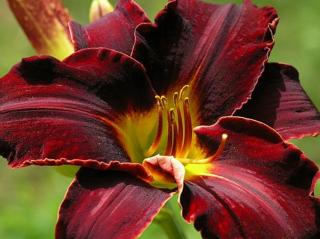 Denivka 'Ed Murray' - Hemerocallis 'Ed Murray'