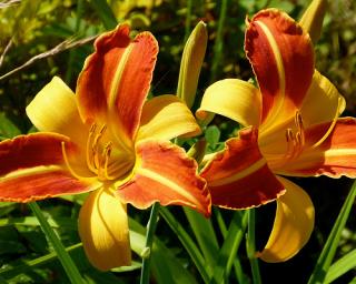 Denivka 'Frans Hals' - Hemerocallis 'Frans Hals'