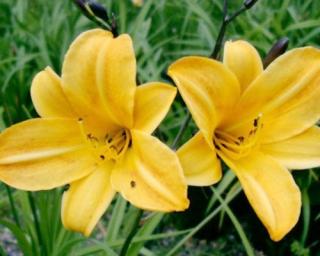 Denivka 'Golden Chimes' - Hemerocallis 'Golden Chimes'