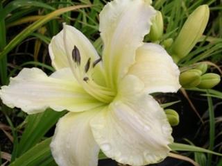 Denivka 'Ice Carnival' - Hemerocallis 'Ice Carnival'