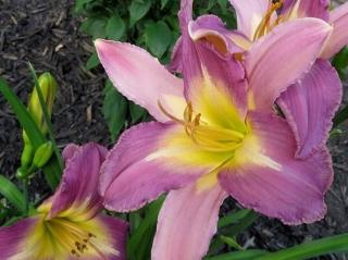 Denivka 'Nile Crane' - Hemerocallis 'Nile Crane'