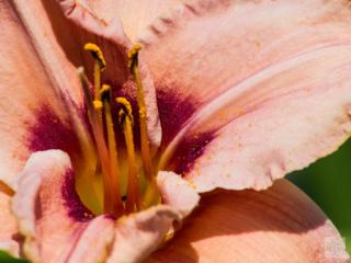 Denivka 'Piast' - Hemerocallis 'Piast'