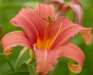 Denivka 'Pink Damask' - Hemerocallis 'Pink Damask'