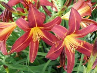 Denivka ´Red Braun´ - Hemerocallis ´Red Braun´