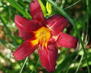 Denivka ´Starling´ - Hemerocallis 'Starling'