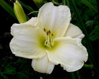 Denivka ´White Temptation´ - Hemerocallis 'White Temptation'