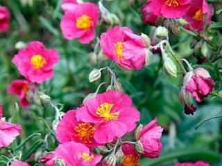 Devaterník 'Ben Hope' - Helianthemum 'Ben Hope'