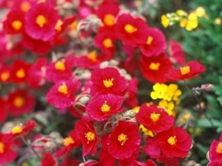 Devaterník 'Red Orient' - Helianthemum 'Red Orient'