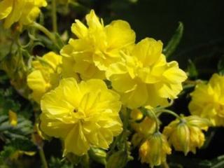 Devaterník 'Sulphureum Plenum' - Helianthemum 'Sulphureum Plenum'