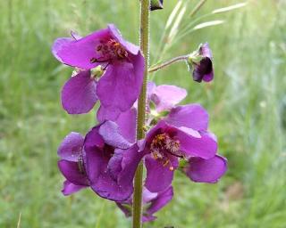 Divizna brunátná - Verbascum phoeniceum