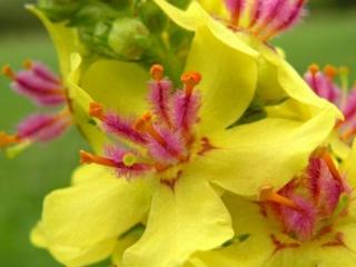 Divizna černá - Verbascum nigrum