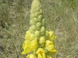 Divizna malokvětá - Verbascum thapsus