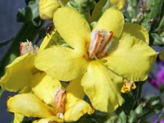 Divizna olympská - Verbascum olympicum