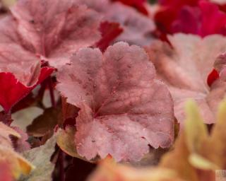 Dlužicha 'Cherry Cola' - Heuchera 'Cherry Cola'