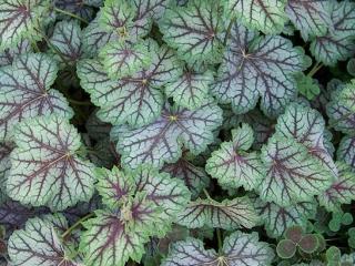 Dlužicha 'Green Spice' - Heuchera 'Green Spice'