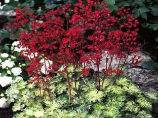 Dlužicha 'Hercules ®' (EU1874) - Heuchera 'Hercules®' (EU1874)