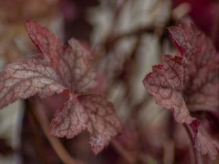 Dlužicha 'Infinity' - Heucherella 'Infinity'