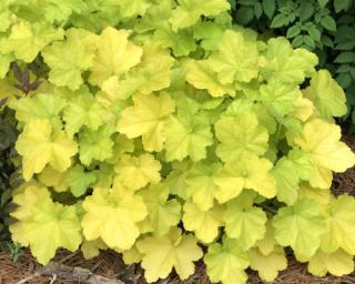 Dlužicha 'Pretty Pistachio' - Heuchera 'Pretty Pistachio'