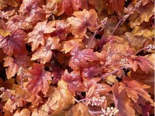 Dlužicha 'Redstone Falls' - Heuchera 'Redstone Falls'