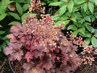 Dlužicha 'Root Beer' - Heuchera 'Root Beer'