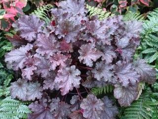 Dlužicha 'Stormy Seas' - Heuchera 'Stormy Seas'