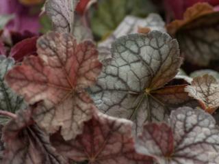 Dlužicha 'Twilight' - Heucherella 'Twilight'