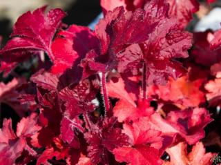 Dlužicha zahradní ´FOREVER® Red´ - Heuchera ´FOREVER® Red´