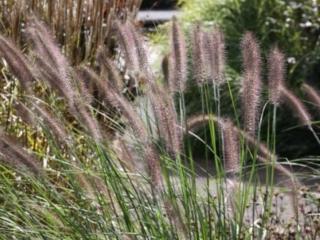 Dochan psárkovitý 'Reborn' - Pennisetum alopecuroides 'Reborn'