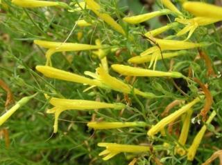 Dračík jehlicolistý 'Mersea Yellow'- Penstemon pinifolius 'Mersea Yellow'