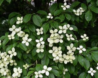 Dřín elliptica 'Empress of China'