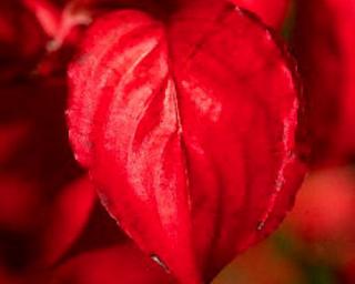Dřín japonský ´Radiant Rose´