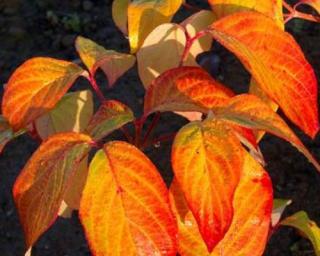 Dřín květnatý 'Autumn Gold'