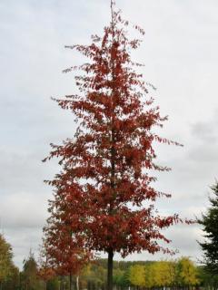 Dub bahenní 'Woodside Splendor'