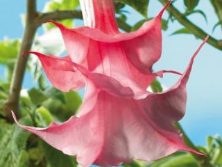 Durmanovec 'Double Angel's Pink' - Brugmansia 'Double Angel's Pink'