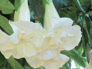 Durmanovec 'Double Angel's White' - Brugmansia 'Double Angel's White'
