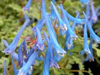 Dymnivka 'Blue Heron' - Corydalis flexuosa 'Blue Heron'