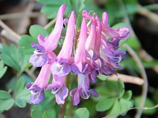 Dymnivka plná - Corydalis solida