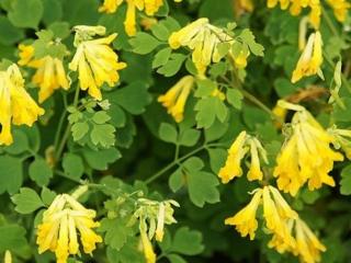 Dymnivka žlutá - Corydalis lutea