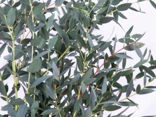 Eukalyptus parvifolia
