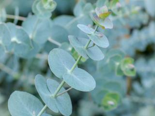 Eukalyptus pulverulenta 'Baby Blue'