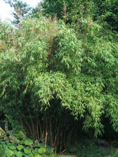 Fargesia murieliae/Bambus