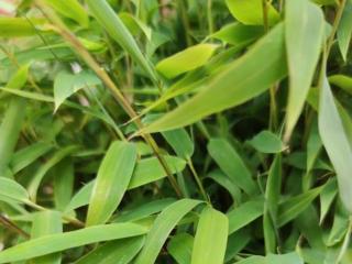 Fargesia murieliae 'Lolliloops'/bambus